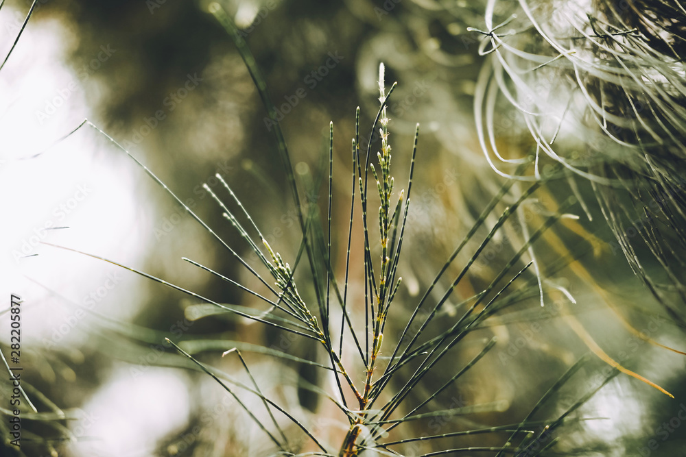 Closeup of Leaves of Australian pine, Beefwood, Common iron wood
