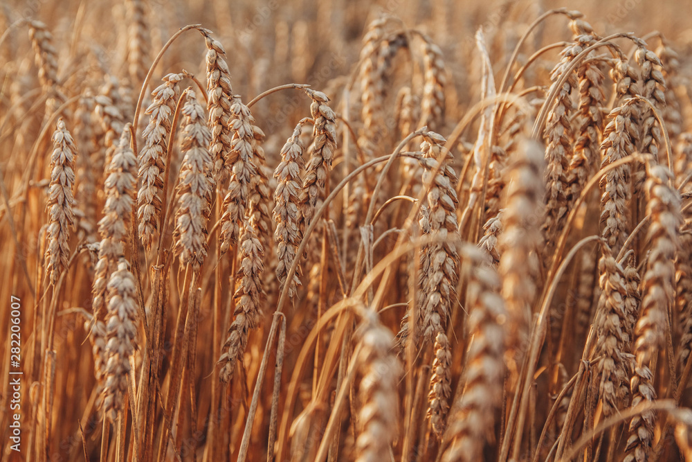 Fototapeta premium Wheat closeup. Wheat field. Background of ripening ears of wheat. Harvest and food concept.