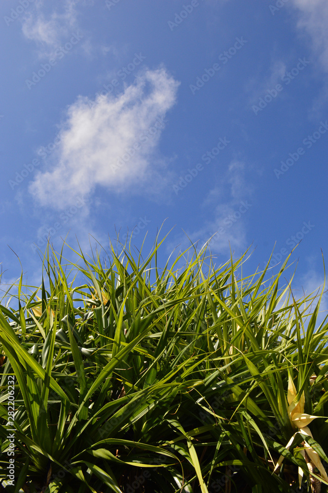 Obraz premium 青空に伸びる南国植物アダンの葉