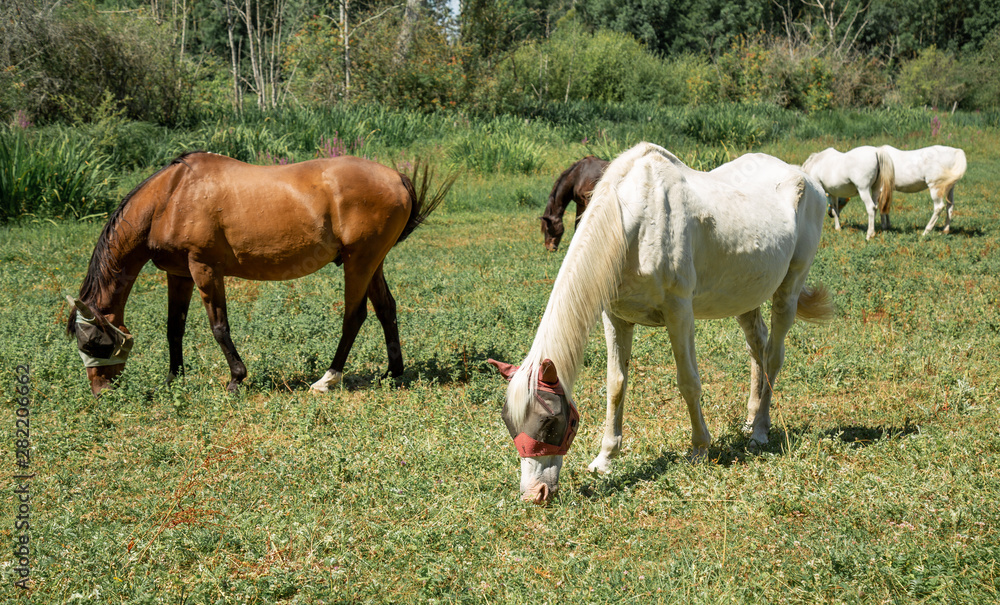 image of beautiful horses eating grass on meadow image of beautiful horses eating grass on meadow