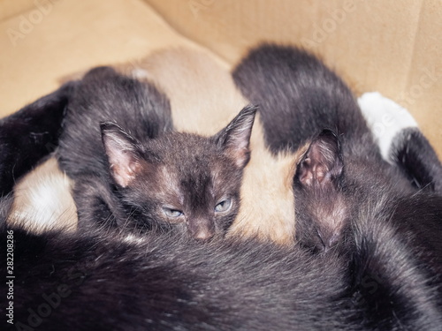 Close-up New born black kittens age 21 days feeding milk from black mom cat. © Yuttana Joe