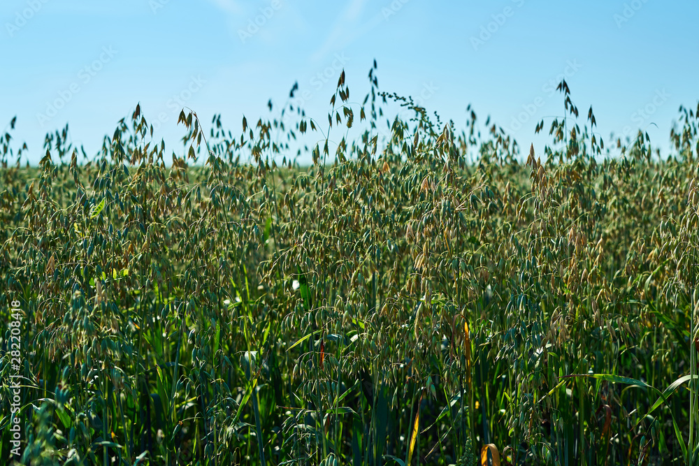 Obraz premium field with green ears of oats against the blue sky on a Sunny day, agriculture