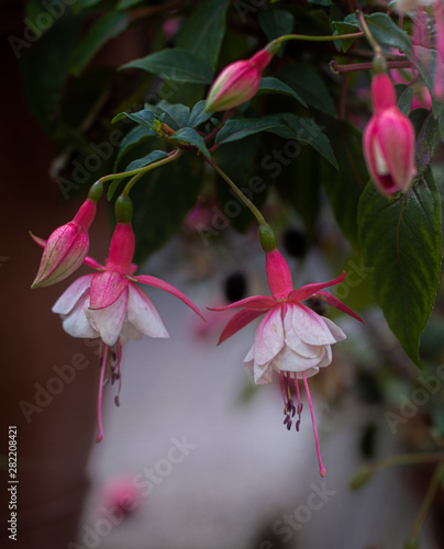 more white and pink blooms of flower fuchsia