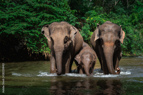 Elephant family in water  Family of elephants with young one in forest with the river.