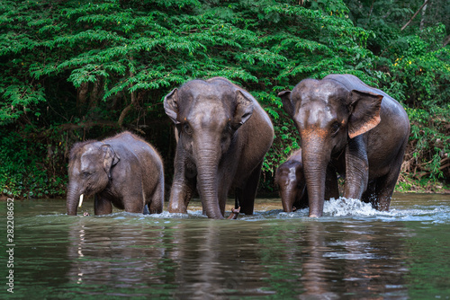 Elephant family in water, Family of elephants with young one in forest with the river. © Jiffy Photography
