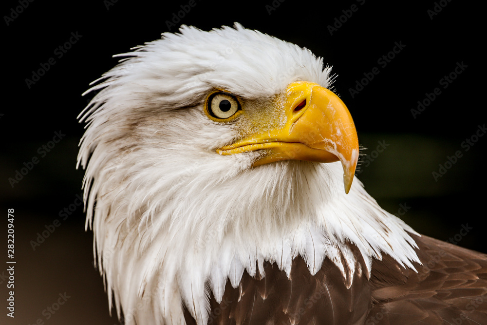 Obraz premium Majestic looking American Bald Eagle, national bird of the United States of America