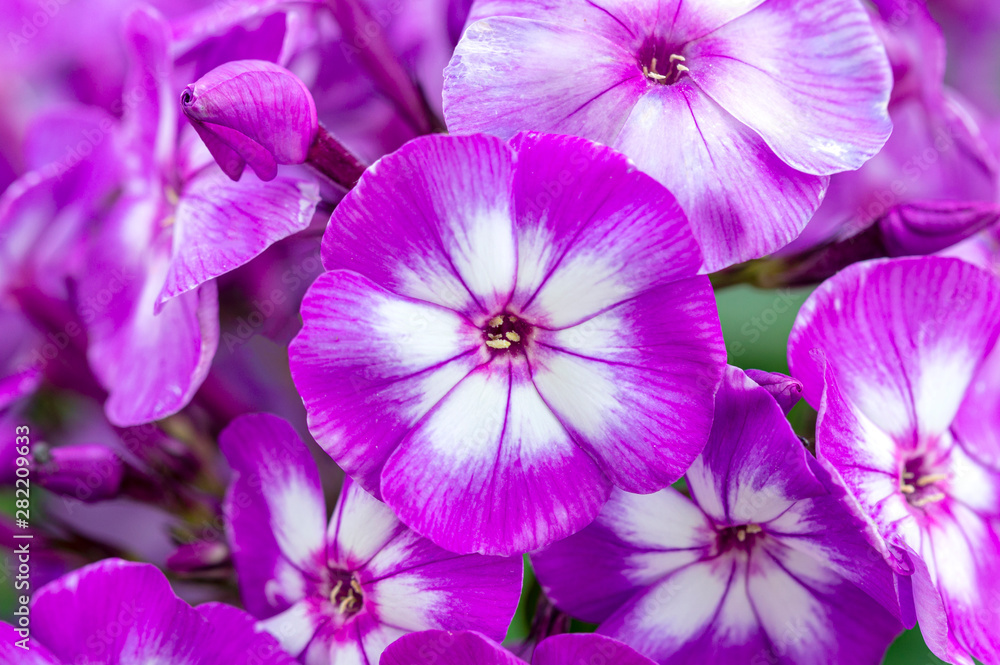 purple flowers Phlox closeup, macro photo, background image, beautiful picture for room decor