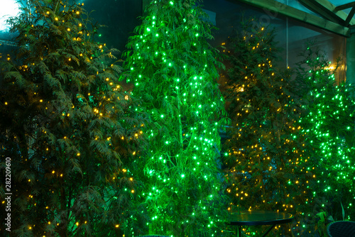 Foto led light on the flowerpod