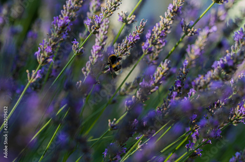 Lavandula angustifolia, Hidcote. Field of Lavender. Close up of purple lavender flowers background. Blooming Lavandula officinalis. Purple blue summer flower. Lavender bushes closeup