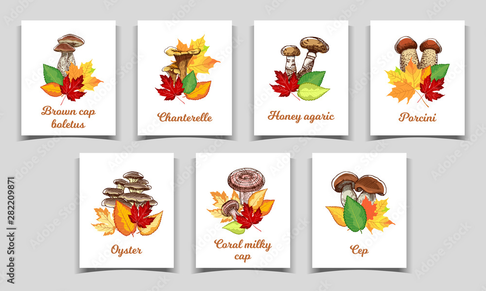 Collection of cards with edible mushrooms with autumn leaves. Vector illustration