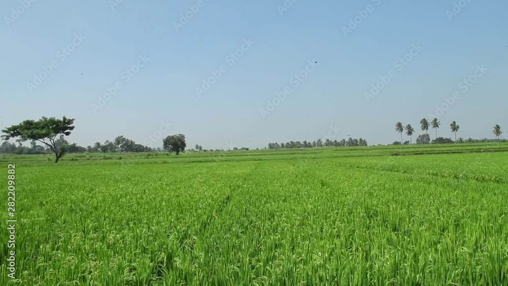 beautiful view of agricultural land of rice field beautiful view of agricultural land of rice field
