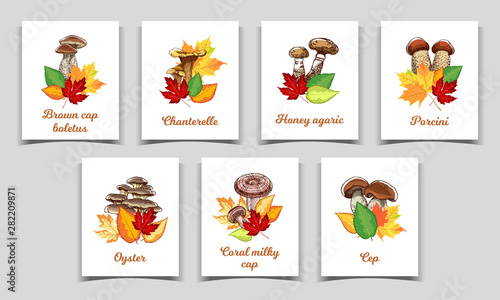 Collection of cards with edible mushrooms with autumn leaves. Vector illustration