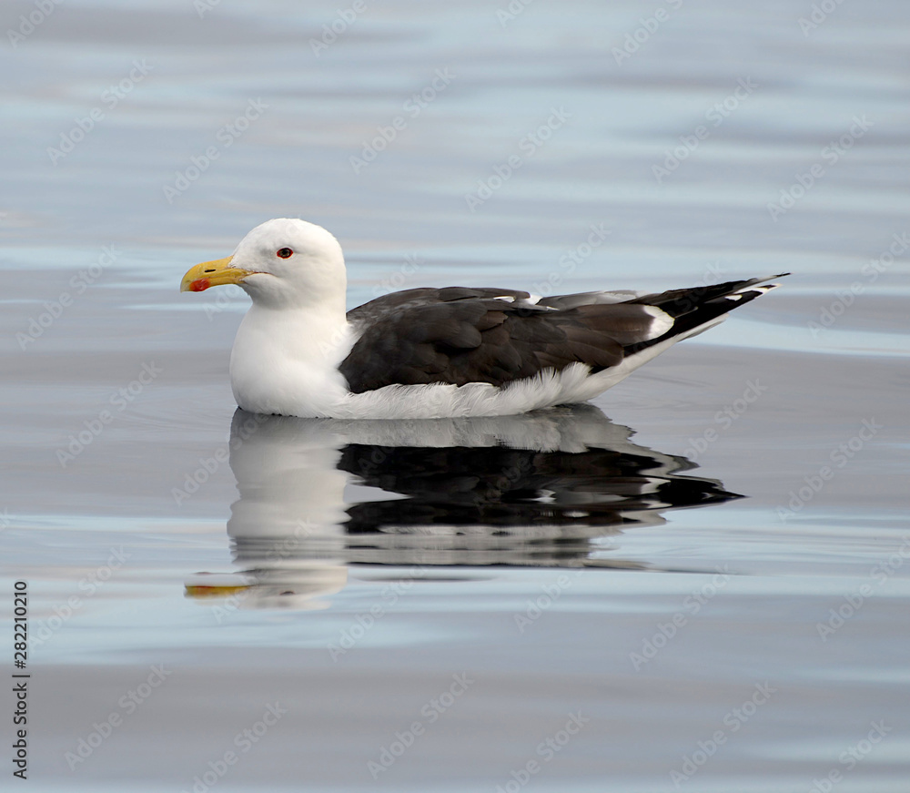 Seagull Seagull
