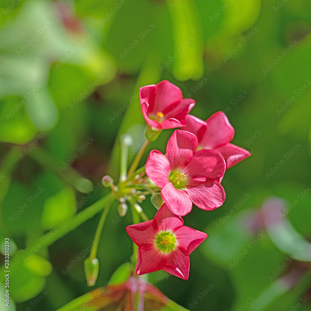 Obraz premium Blühender Glücksklee, Oxalis tetraphylla