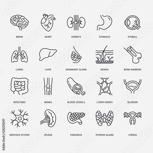 Organs, anatomy flat line icons set. Human bones, stomach, brain, heart, bladder, nervous system vector illustrations. Outline pictograms for medical clinic