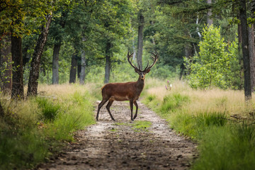 Acrylglasbilder Waldtiere Rothirsch quert Sandweg auf Veluwe  © OldskoolPhotography