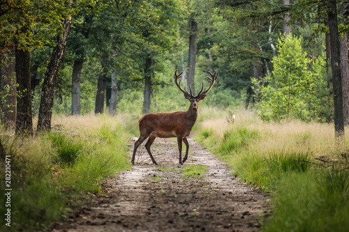 Red deer crossing a sand path in the middle of a forest in a wildlife park, the Veluwe, The Netherlands photo