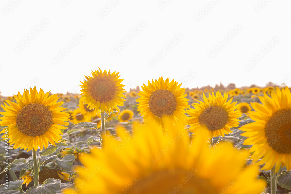 beautiful sunflowers field in Zaragoza Spain beautiful sunflowers field in Zaragoza Spain