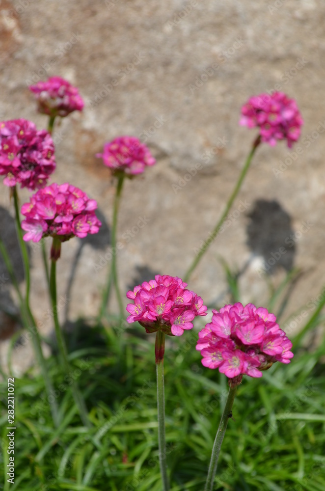 Obraz premium Edelweiss