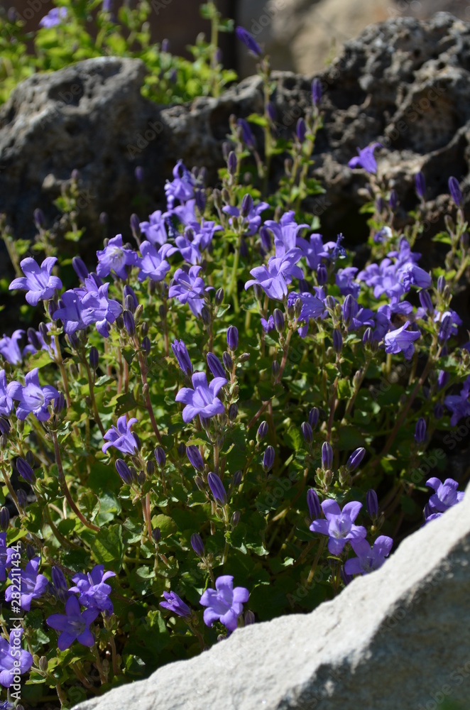 Obraz premium Edelweiss