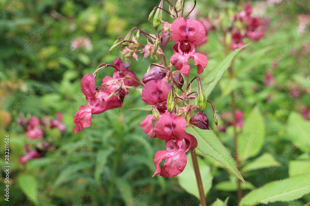 Wild flowers Himalayan balsam close to Wild flowers Himalayan balsam close to