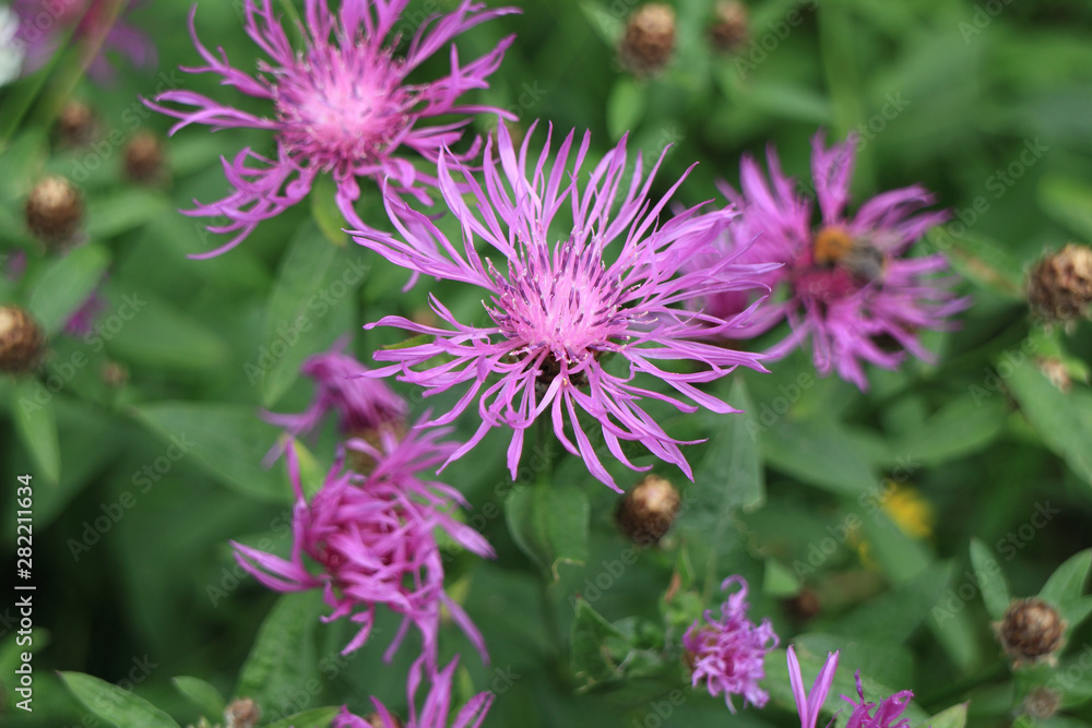 Wild flowers Common knapweed close to Wild flowers Common knapweed close to