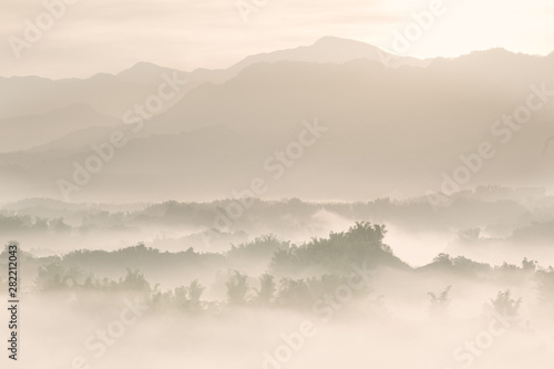 Serene Daybreak at a Misty Bamboo Valley