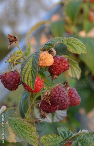 Reife Himbeeren photo