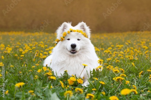 samoyed with dandelions