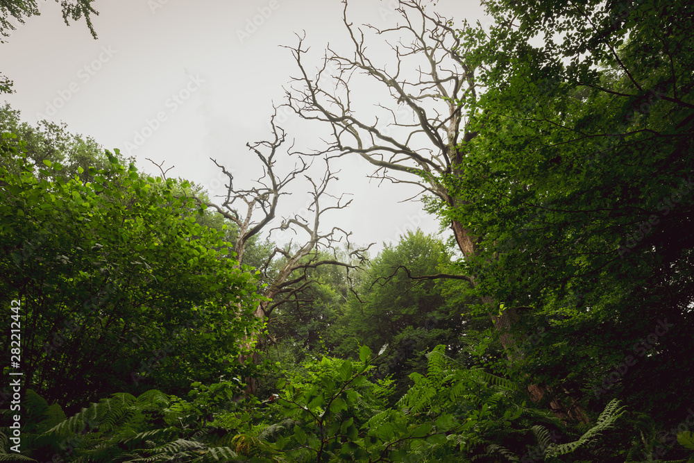 Unberührter Wald, nicht bewirtschaftet Unberührter Wald, nicht bewirtschaftet