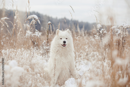 samoyed dog in the snow photo