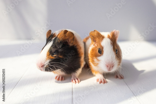 Closeup portrait of cute couple of sweet baby guinea pigs of several monthes old sitting on sunny wooden rustic background. Horizontal color photography. photo
