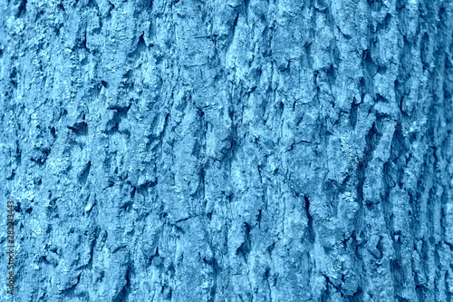 The bark of an old tree covered with a moss close up. Natural abstract background blue color toned