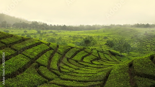 Tea Plantation