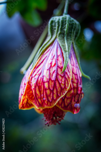 macro red blossom