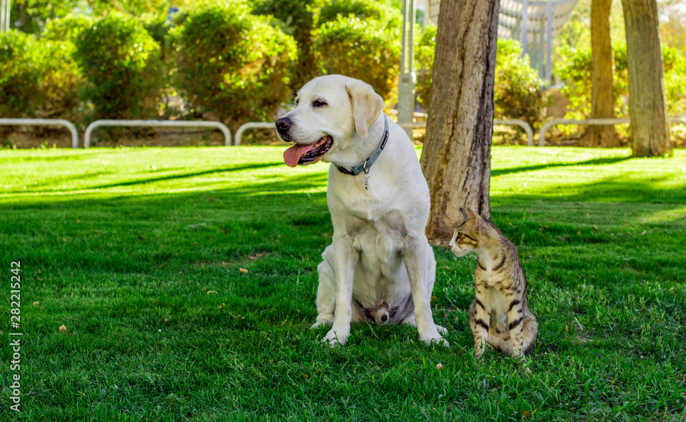 funny domestic pets scene with Labrador and stripped cat together sitting in sunny park outdoor grass and looking side ways for something interesting , different animals friendship concept photography