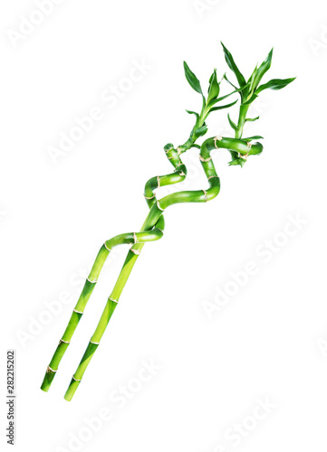 Lucky Bamboo (Dracaena Sand...