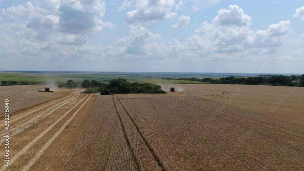 Combine harvesters are circling around the trees and harvesting wheat Combine harvesters are circling around the trees and harvesting wheat