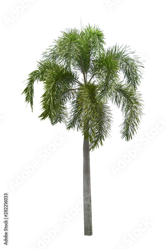 Betel palm tree isolated on white background. © kittiyaporn1027