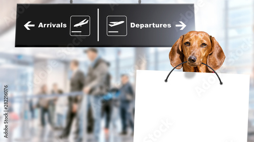 dog with white banner in airport interior of modern terminal building blur background with arrivals departures sign wide inside view of pet animal greets passenger by holding welcome paper in teeth