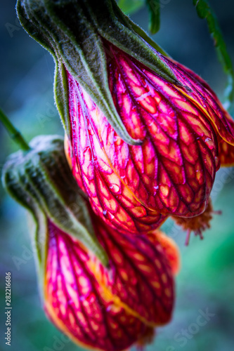 macro red blossom
