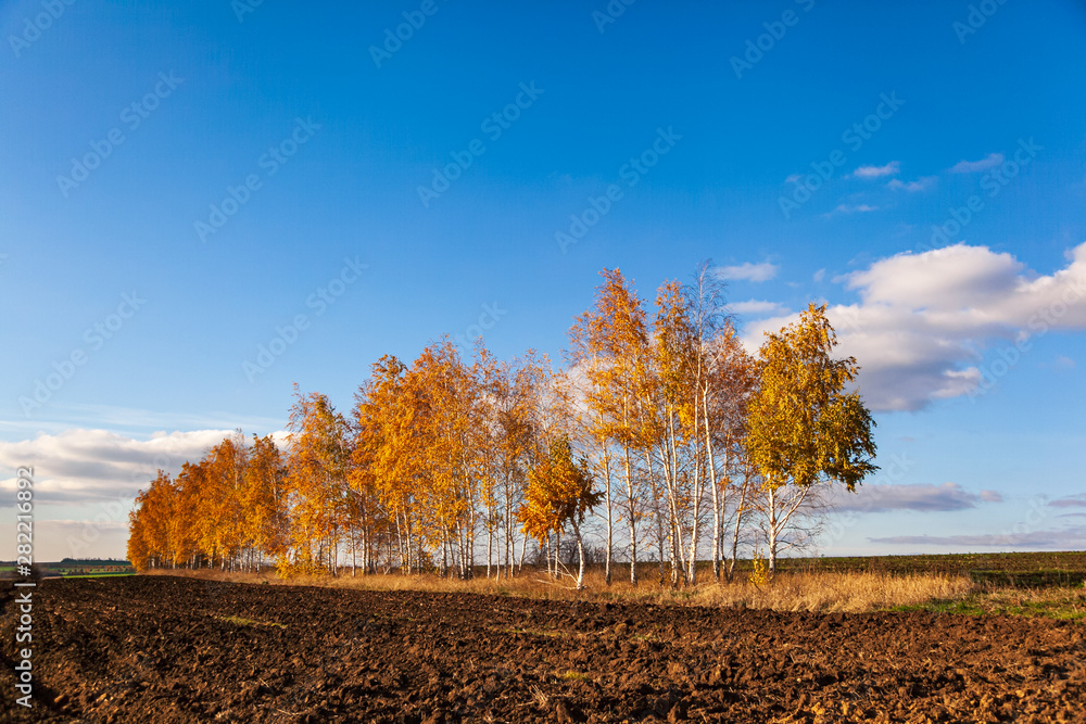Naklejka premium Autumn field with empty arable land and yellow birch trees. Autumn in the countryside - trees with yellowed foliage on the edge of a plowed field against a blue cloudy sky.