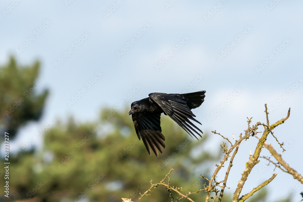 Carrion crow (Corvus corone), taken in the UK
