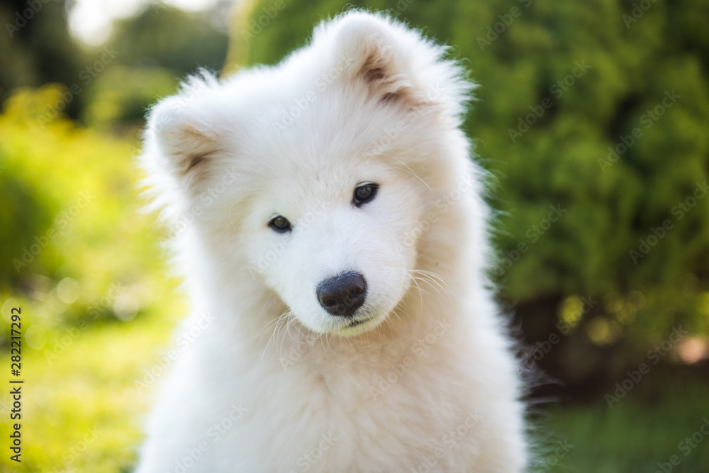 Naklejka premium White Samoyed puppy dog muzzle in the garden on the green grass