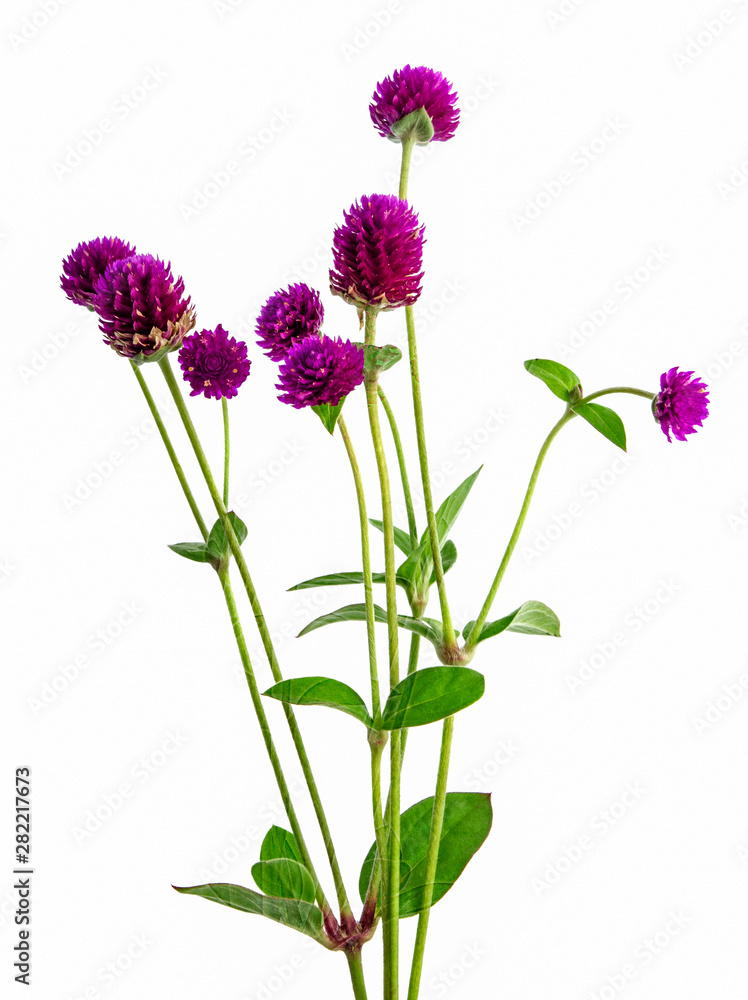 fresh gomphrena globosa isolated on a white fresh gomphrena globosa isolated on a white
