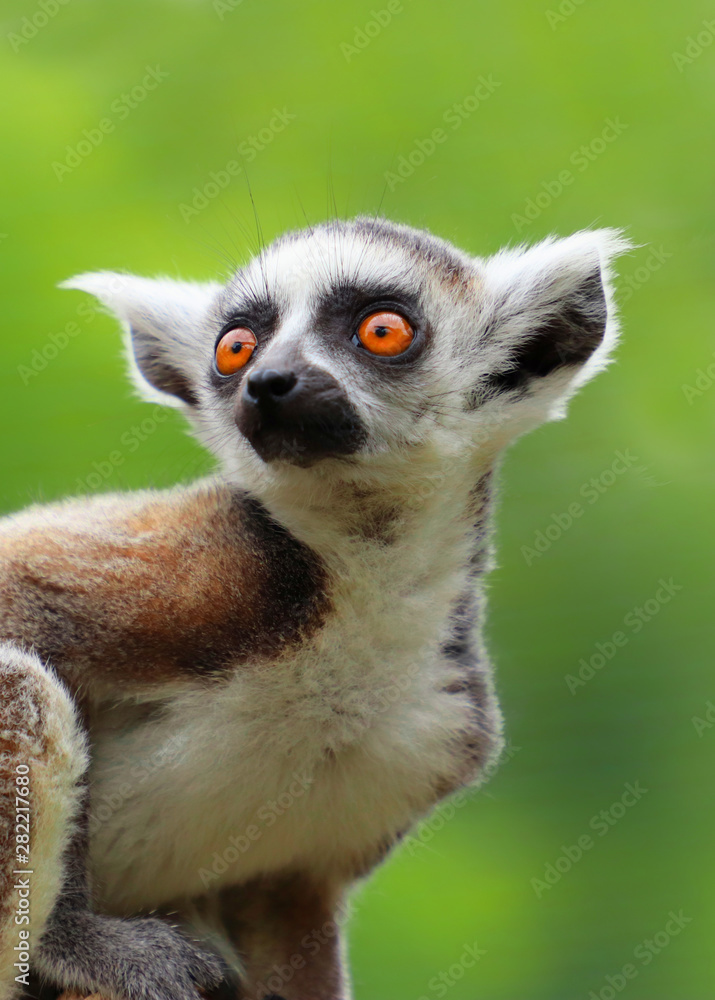 Fototapeta premium Baby ring-tailed lemur on green background