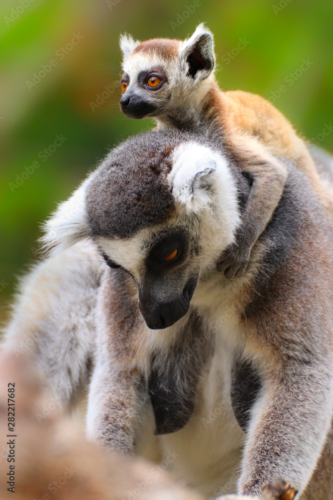 Obraz premium Adult lemur with baby lemur