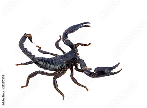 close up black scorpion isolated on a white background