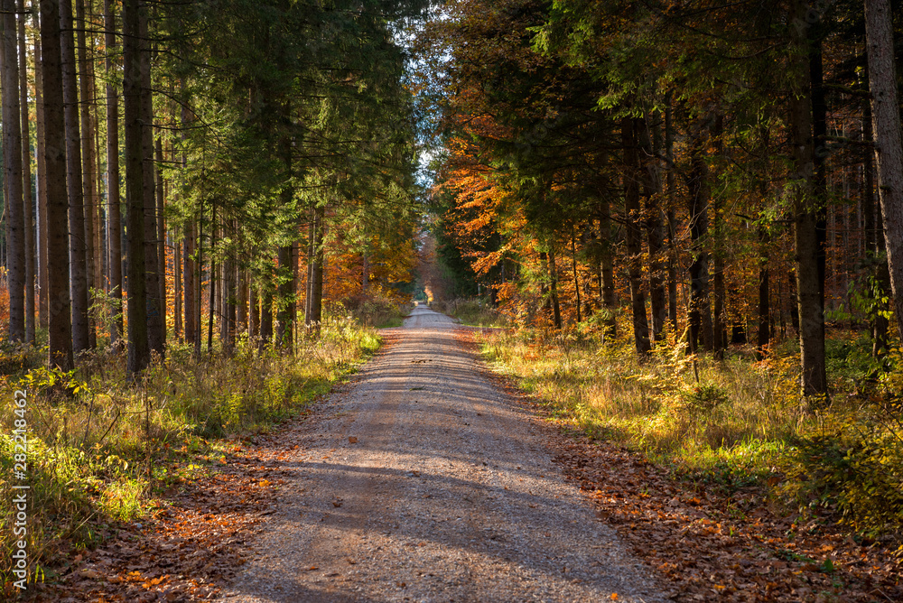 Obraz premium Herbstlicher waldweg mit sonnenlicht