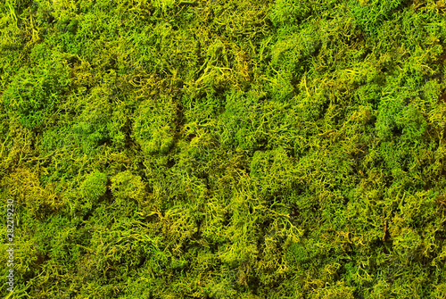 Obraz na plátně Texture of green decorative moss